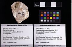 Foto (Objket + Etiketten) von Culmenformosa sp. 